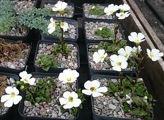 Ourisia 'Snowflake' - 8cm pot 